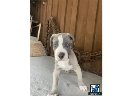 a american bully dog sitting on the ground